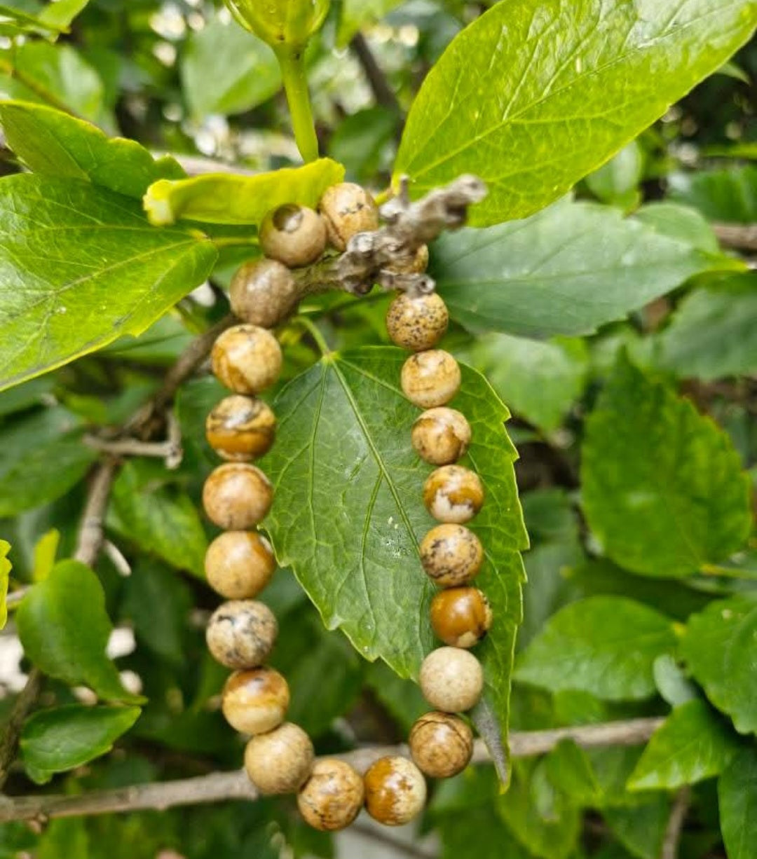 BRACELET Jaspe Brun